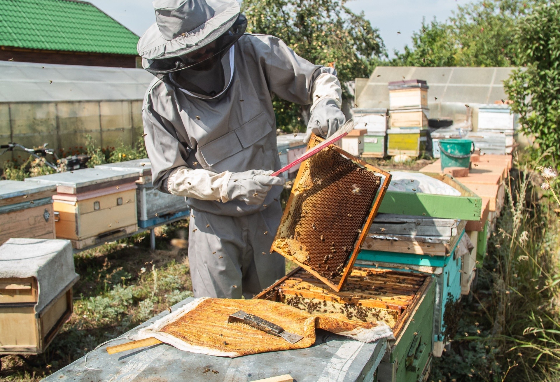 Man keeping his bees healthy and harvesting there honey