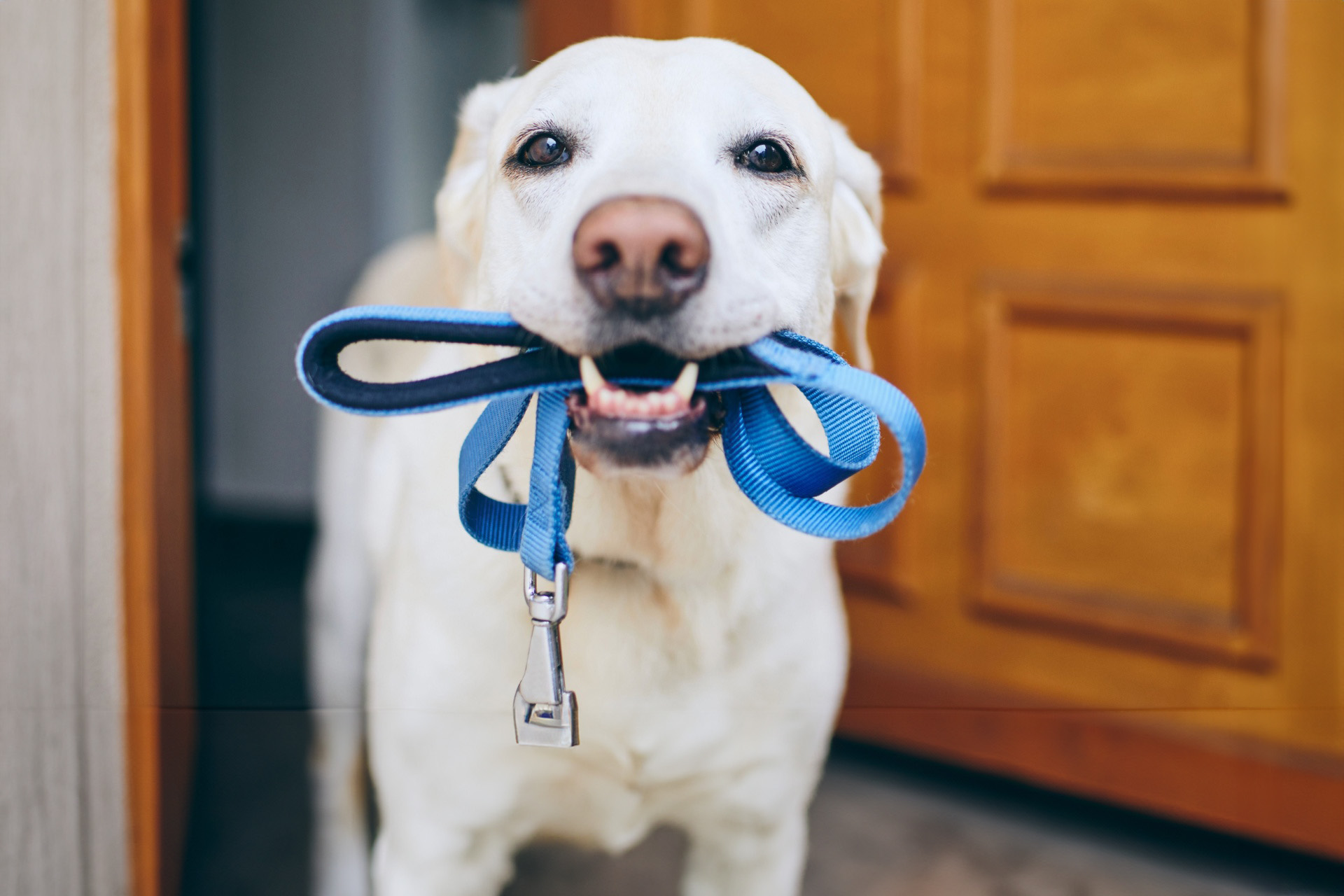 Golden labrador holding a blue lead in its mouth