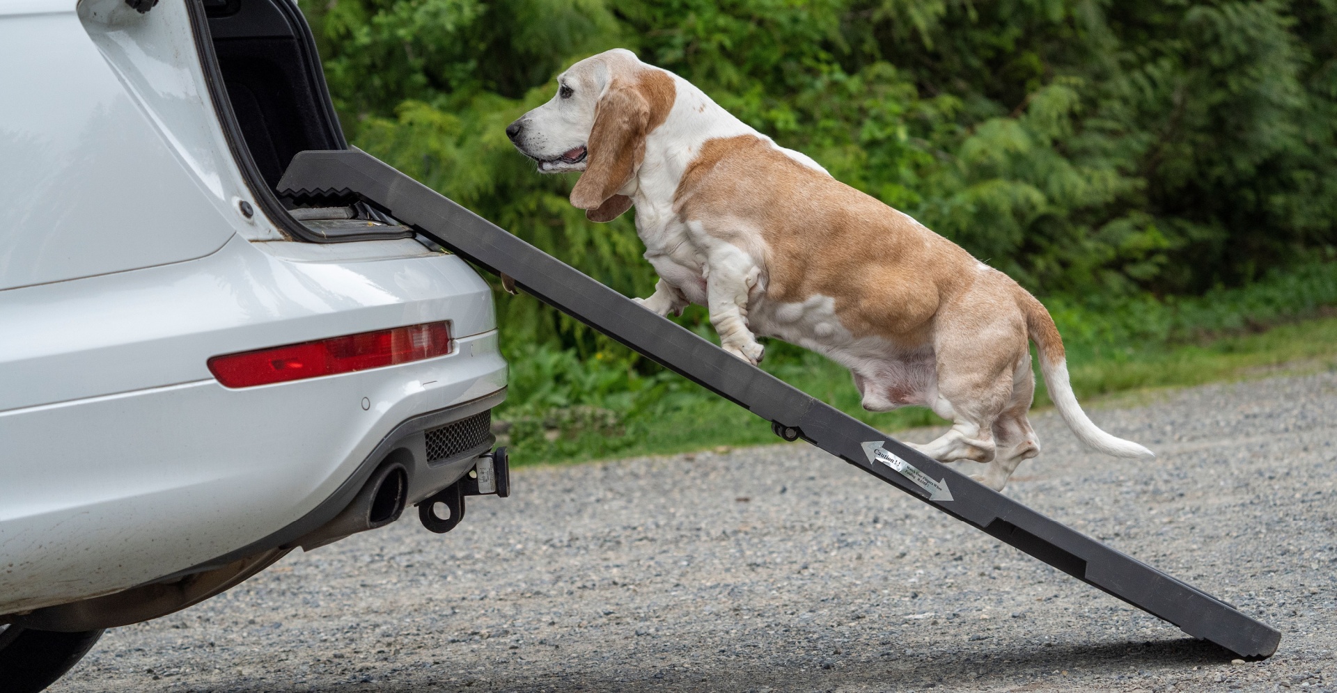 Cute dog walking up ramp. Sausage dog